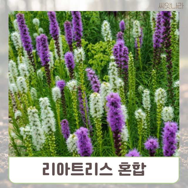 (씨앗나라) 리아트리스 혼합 씨앗 10립