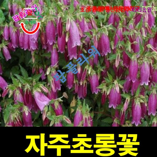 (씨앗나라) 자주초롱꽃 씨앗 50립 (2주이상저온처리요함)