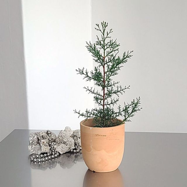 테라원 두툼 빈티지 토분 미분형 14호 14x15cm 화분토기 원형대형 실내용 플랜트용기