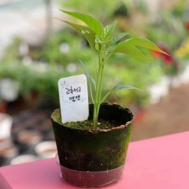 고추 모종 재배 집채소씨앗