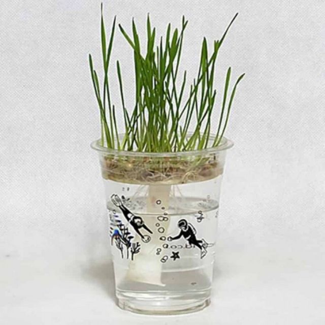 밀싹 한컵 새싹 식물 텃밭
