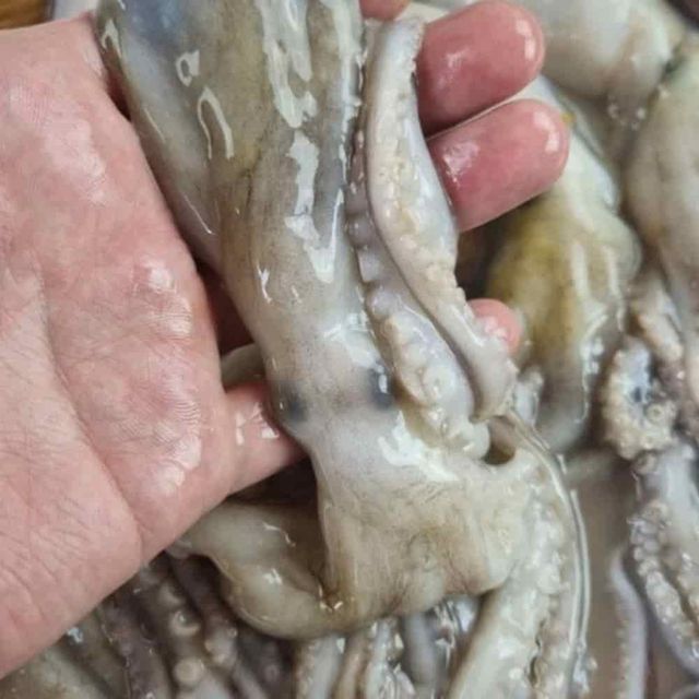 냉동 낙지 18미 냉동수산물 냉동수산 업소용낙지 해산물