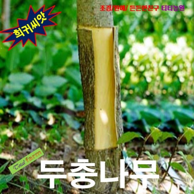 (씨앗나라) 두충나무 씨앗10립 (저온처리후 파종)