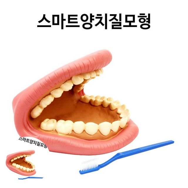 과학실습교구 탐구실험교구 스마트 양치질 모형