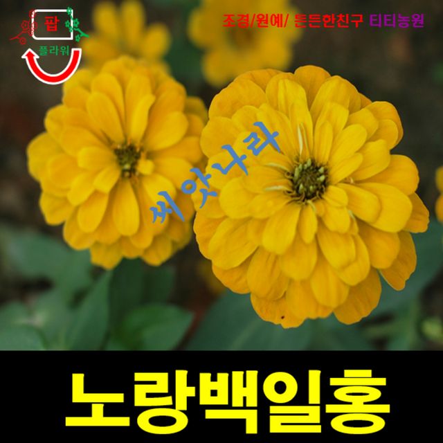 (씨앗나라) 백일홍 노랑색 씨앗 15립