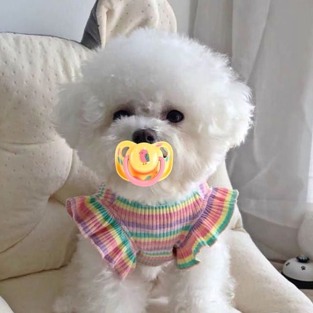 강아지 토이 쪽쪽이 분리불안 완화 장난감