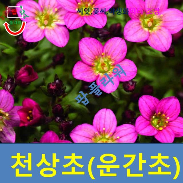 (씨앗나라) 포복성 천상초 (운간초) 레드 씨앗 20립