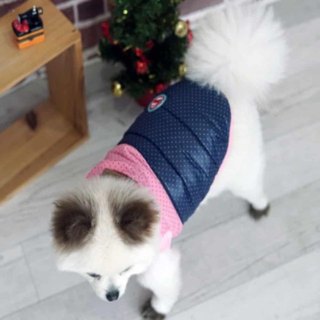 애견 겨울 패팅 (핑크네이비) 강아지겨울조끼 강아지패딩조끼