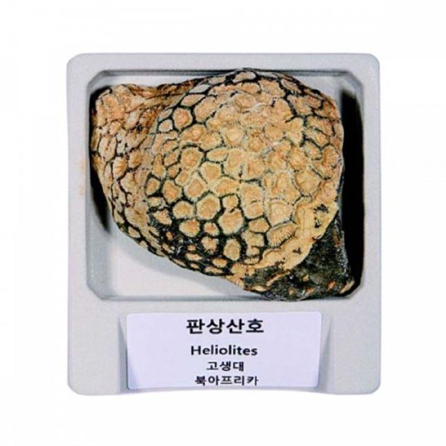산호화석 ARI-D4500-DP 판상산호 전시용 실물 아리랑과학 랍슨유통