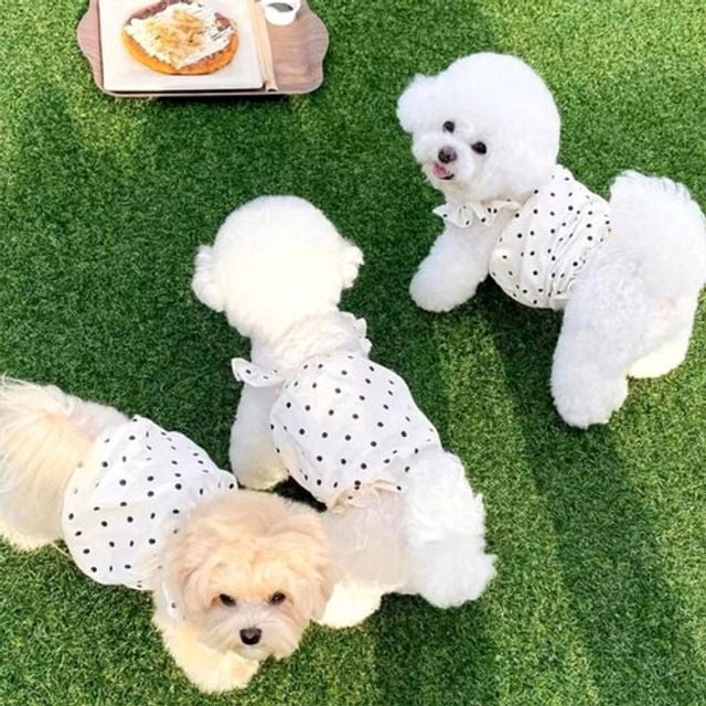 강아지원피스 벌룬원피스 귀여운 디자인 애견 의류