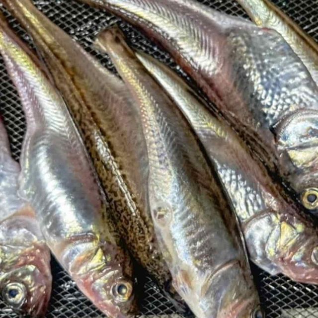 냉동 도루묵 2kg 술안주생선 도루묵찜 도루묵조림 자연산생선