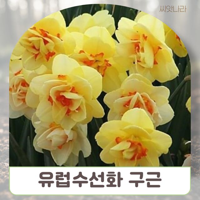 유럽수선화 타히티 (노랑) 구근3개 1세트