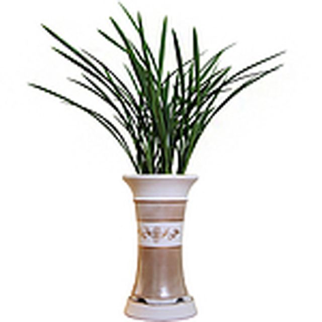 동양란 (철골소심) 기념일 꽃배달