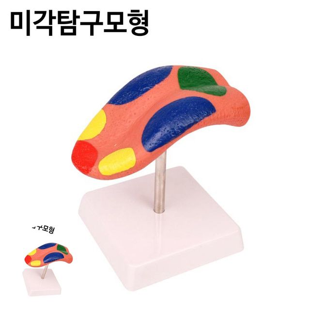 과학교육용품 교육용과학교구 미각 탐구모형