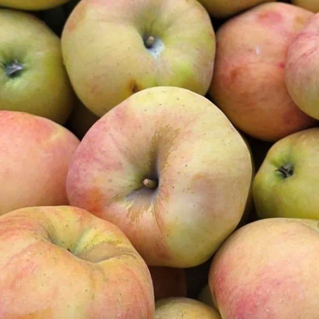 주스용 사과 10kg 쥬스용사과 가정용사과 못난이사과 갈아먹는사과