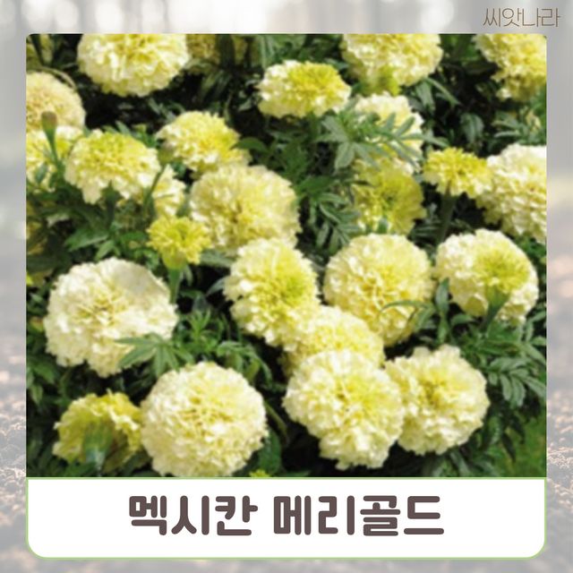 (씨앗나라) 멕시칸 메리골드 씨앗 10립
