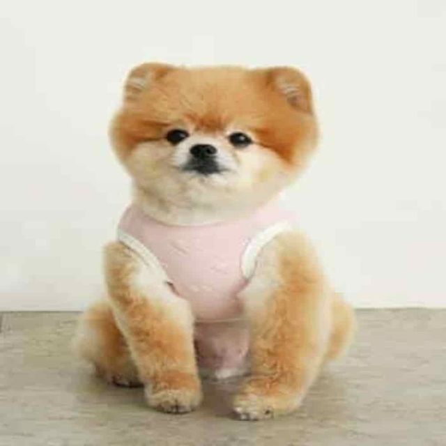 조끼 핑크 M 강아지티셔츠 강아지조끼 애견조끼 강아지명품옷