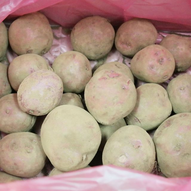 제주산무농약 홍지슬감자10kg 혼합 개당 50~300g 내외