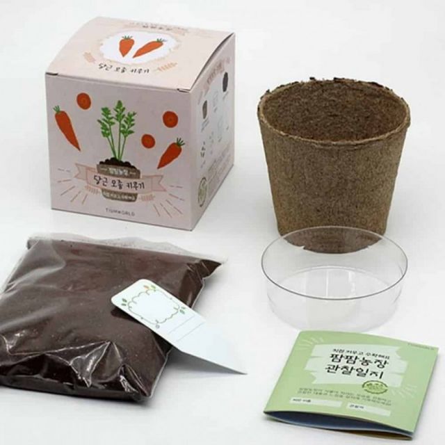 당근 모종 키우기 재배기 새싹 캠핑용
