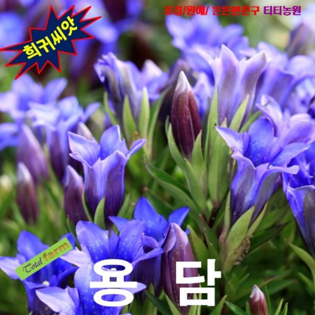 (씨앗나라) 야생화 용담 씨앗 15립
