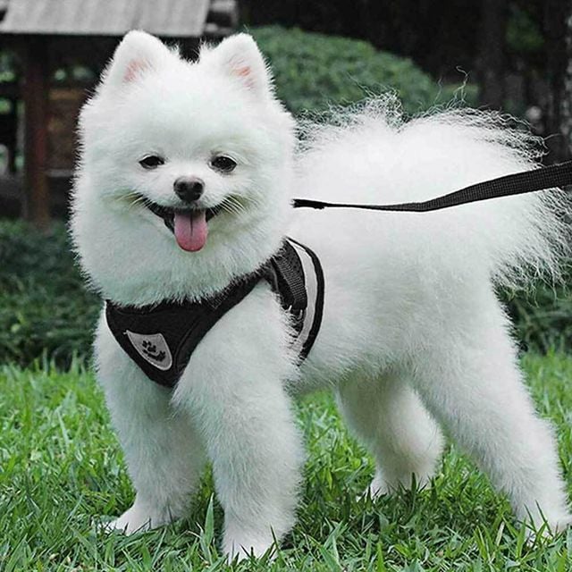 강아지 하네스 산책용품 애견 목줄 가슴줄