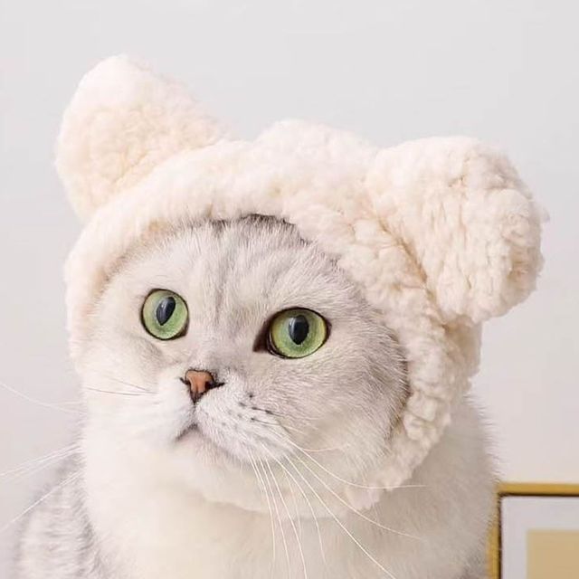 고양이모자 강아지모자 반려견 반려묘 귀여운 털모자