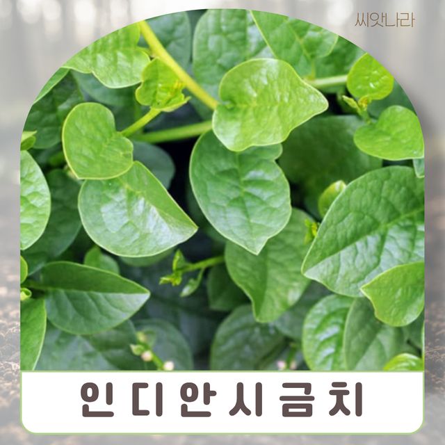 (채소씨앗) 인디안시금치 (황궁채) 20립