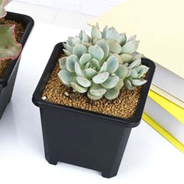 화분 네모 분갈이 9x9cm 중형 플라스틱 사각화분