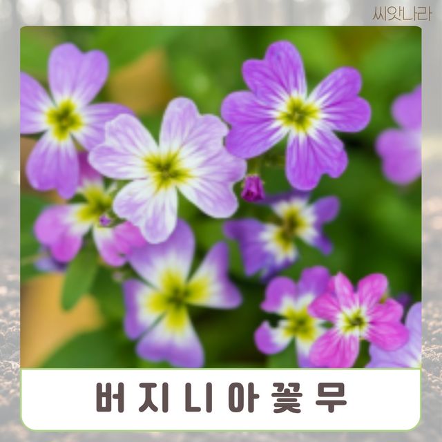 (씨앗나라) 버지니아꽃무 씨앗 15 립