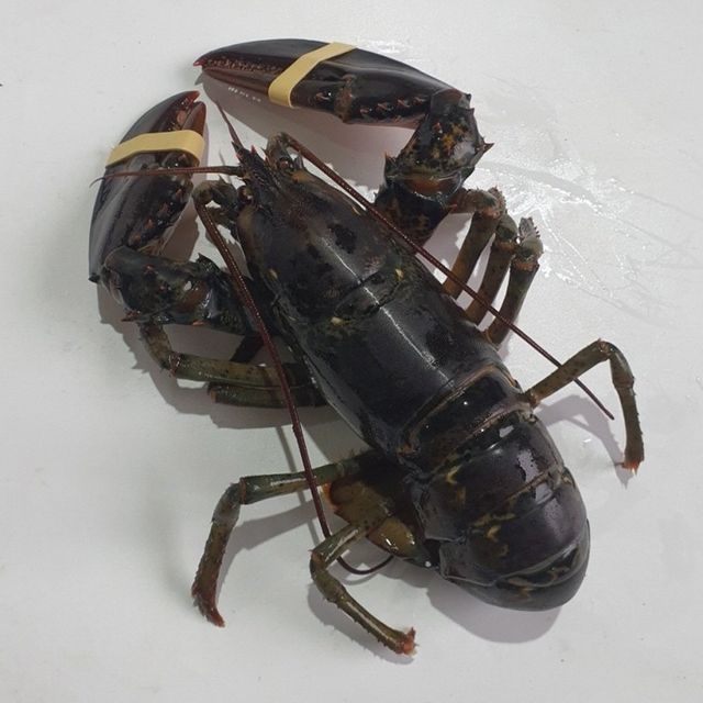 혜명몰 활 랍스터 랍스타 1미 캐나다랍스타 랍스터가재 활랍스터 활랍스타 가재