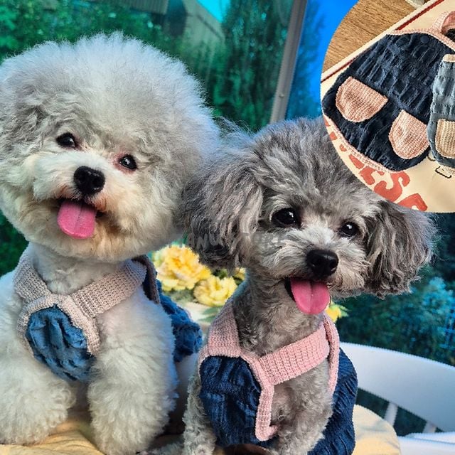 애견멜빵원피스 강아지외출복 소형견옷