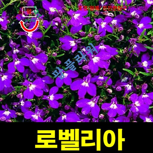 (씨앗나라) 로벨리아 리베라퍼플 씨앗 10립