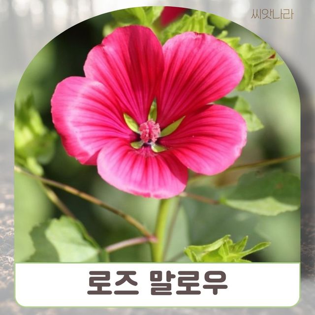 씨앗나라(DN) 로즈말로우(라바테라)-혼합색 씨앗 100립