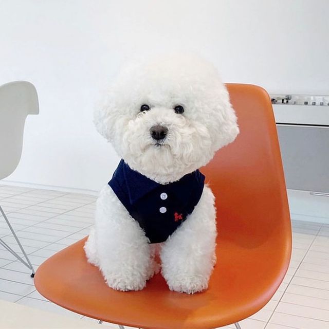 강아지옷 핑크 카라 티셔츠 애견 외출복 실내복