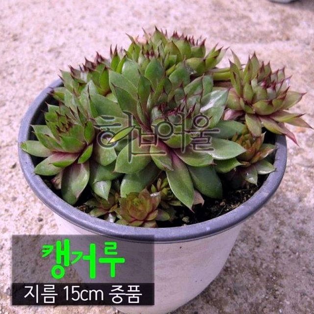 캥거루 바위솔 중품 노지월동 국민다육이 다육화분 캥