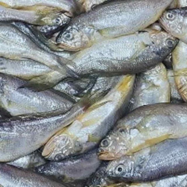 국내산 참조기 1kg 생물참조기 생선구이 국산조기 국산참조기
