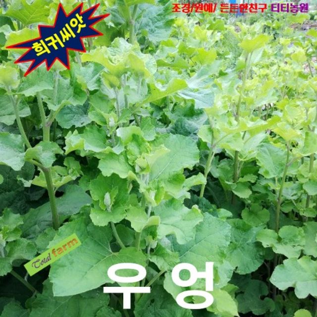 (씨앗나라) 채소씨앗 우엉 씨앗 30립