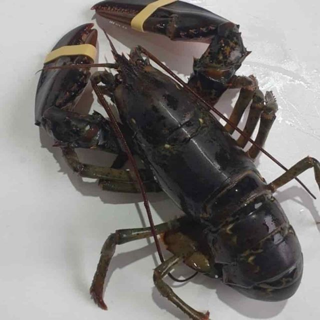 랍스터 1미 캠핑음식 바닷가재 캐나다랍스타 랍스타요리