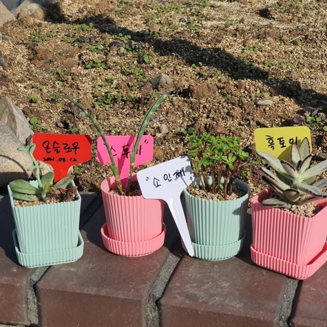 화분픽 T형 식물 라벨 이름표 대 100P