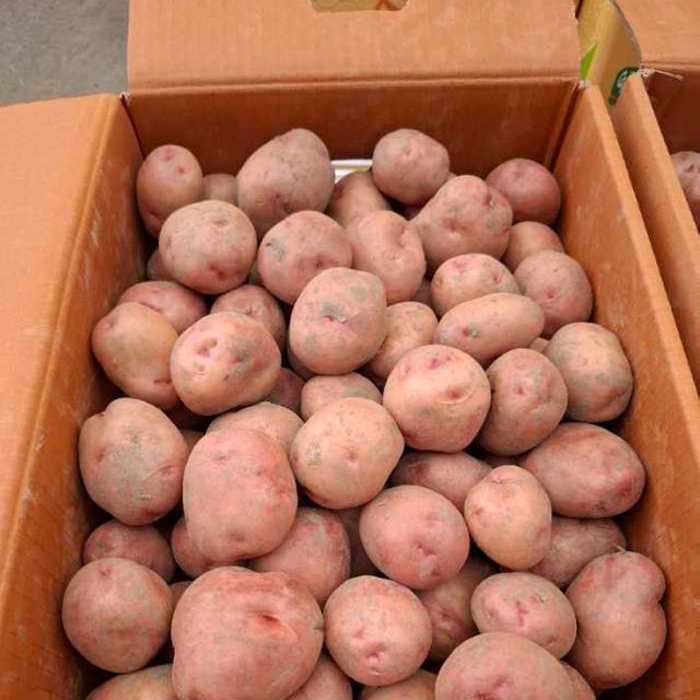 국내산 홍감자 2kg / 중 / 개당 40g ~80g 내외