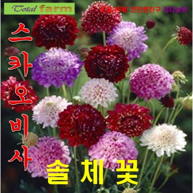 (씨앗나라) 솔체국 (스카비오사) 혼합색 20립