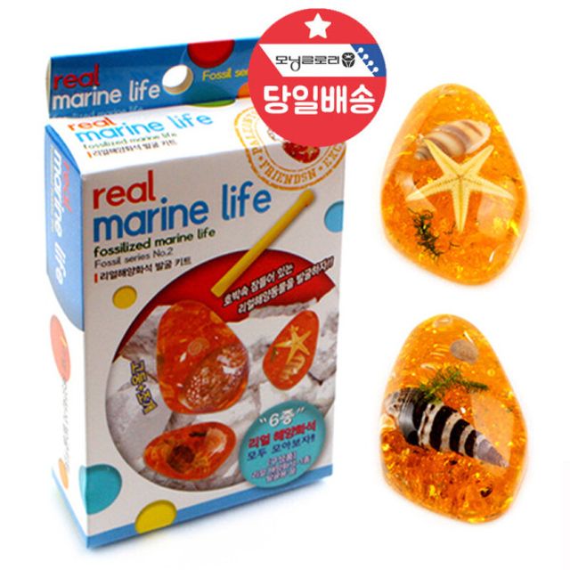 빨간오리 리얼 해양화석 발굴 체험키트 DIY 장난감