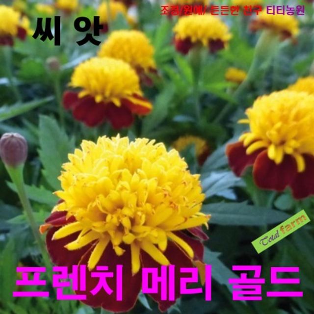 (씨앗나라) 팝플러스 프렌치 메리골드 (솔란) 씨앗 10립