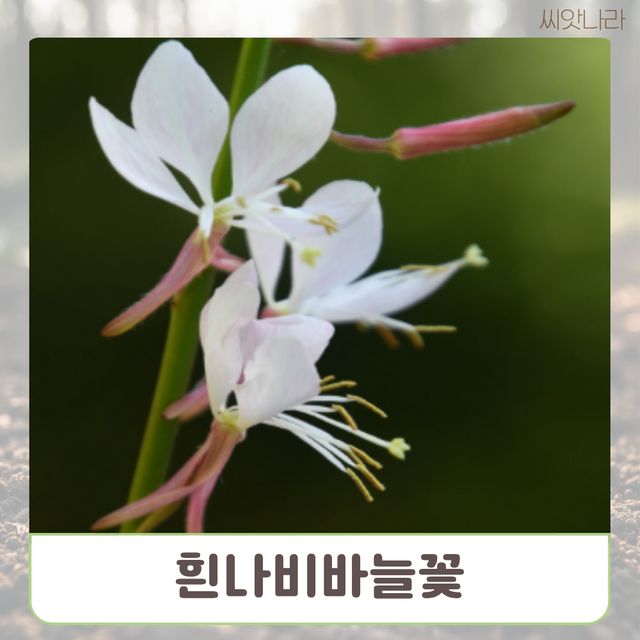 (씨앗나라) 흰나비바늘꽃(가우라) 씨앗 10립