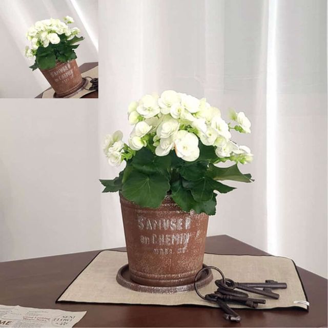 양철 높은 원통 화분 중 23x21cm 원예화분 테이블화분 거실화분 인테리어화분