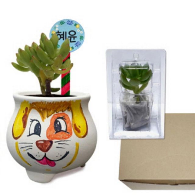 다육이 키우기 키트 쉬운 반려 다육 식물 화분 세트