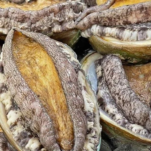 완도 활전복 1kg 대 전복회 전복요리 완도산전복 전복선물