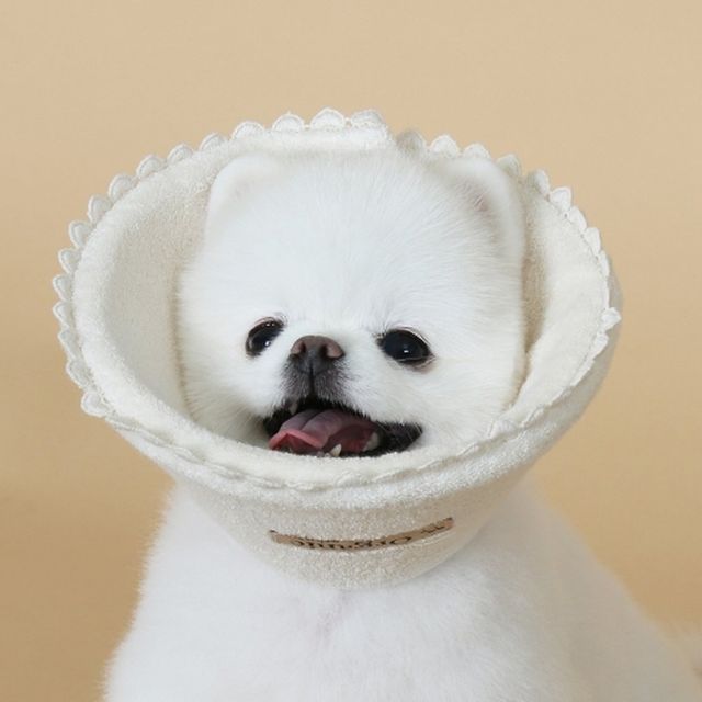 초코펫하우스 오가닉 넥카라