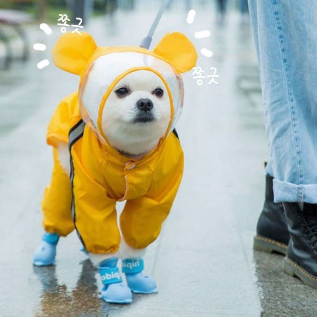 TBZ 잔솔 강아지 우비 레인코트 애견 판초 올인원 망토