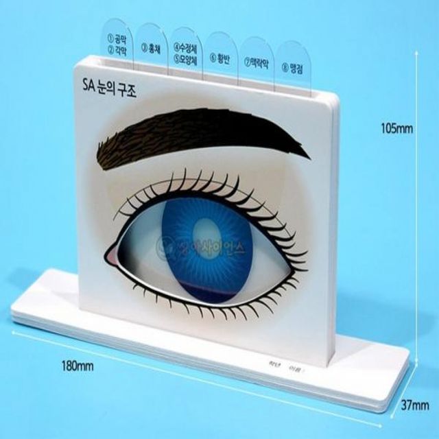 (SA) SA 눈의 구조 이해만들기(일반형)(1인)